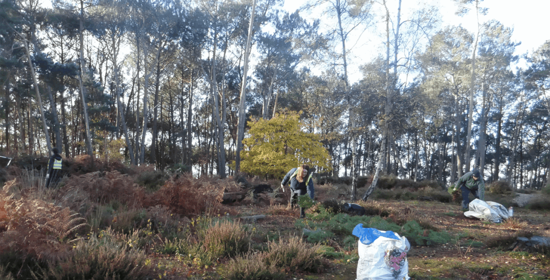 KS2 and KS3 learners from The Stable School participating in pine pulling conservation work, promoting teamwork, environmental awareness, and community engagement.