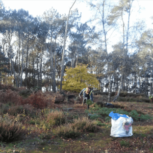 KS2 and KS3 learners from The Stable School participating in pine pulling conservation work, promoting teamwork, environmental awareness, and community engagement.