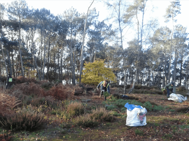 KS2 and KS3 Learners Take Part in Pine Pulling Conservation Activity