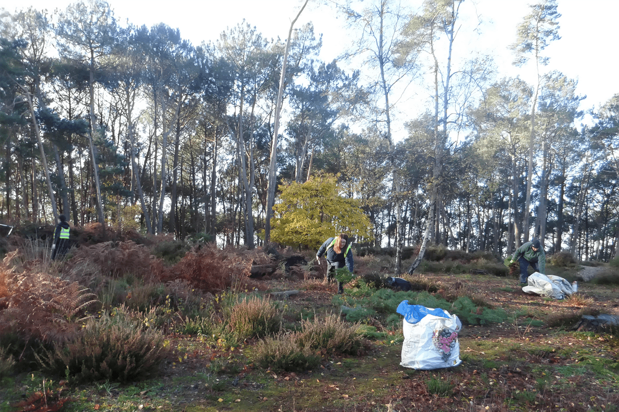 KS2 and KS3 learners from The Stable School participating in pine pulling conservation work, promoting teamwork, environmental awareness, and community engagement.