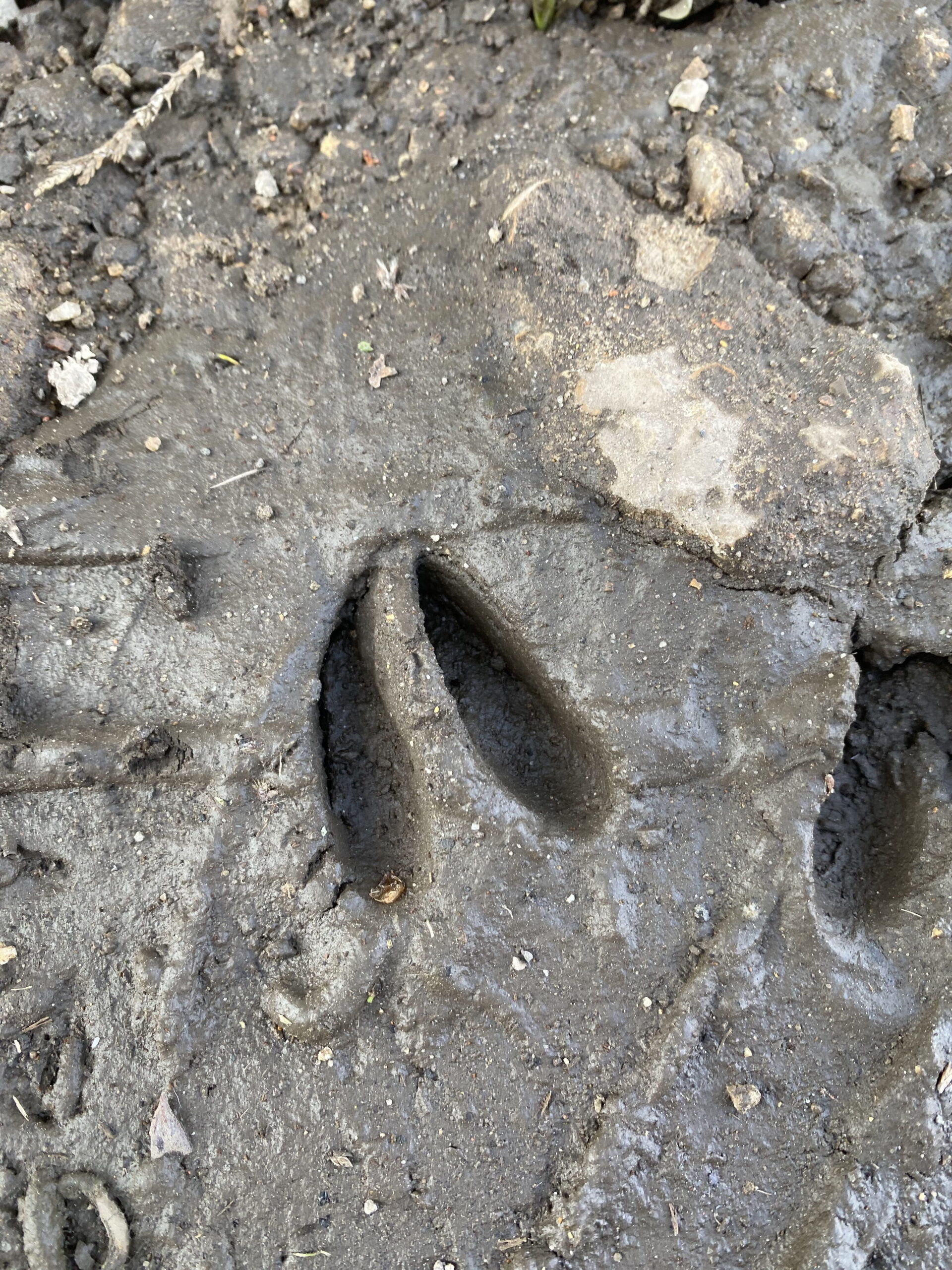Outdoor education in action at The Stable School as learners explore animal tracks and take part in a community litter pick during bushcraft sessions in Christchurch, Dorset.